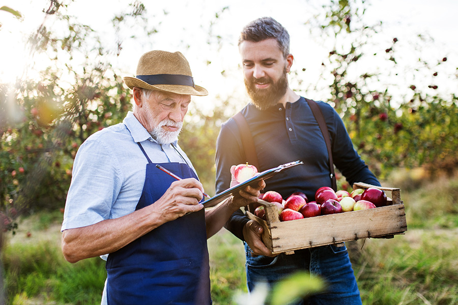 Specialized Business Insurance - A Senior Man With Adult Son Picking Apples in an Orchard in the Fall